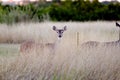 Deer Fawns, Texas White tailed Deer Royalty Free Stock Photo