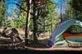 Deer without fear standing beside tent with person inside in campground in Grand teton national park, US Royalty Free Stock Photo