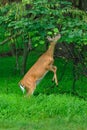 Deer Feeding Royalty Free Stock Photo