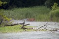 Deer feeding on aquatic plants Royalty Free Stock Photo