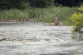 Deer feeding on aquatic plants Royalty Free Stock Photo