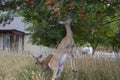 Deer feeding on berries in a suburban yard Royalty Free Stock Photo