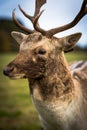 sika deer stand alone in the forest Royalty Free Stock Photo
