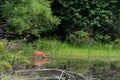 Deer feeding Royalty Free Stock Photo