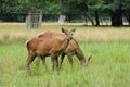 Deer feeding on grass Royalty Free Stock Photo