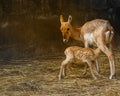 A deer feeding its fawn Royalty Free Stock Photo