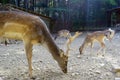 Deer at feeding