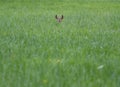 Deer in a field Royalty Free Stock Photo