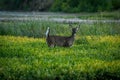 Deer in a field of the Sidecut Metropark in Ohio, United States Royalty Free Stock Photo