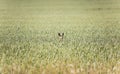 Deer in field of wheat