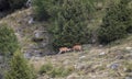 Deer fight on the alps Royalty Free Stock Photo