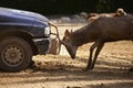 Deer fighting with a car, power combat Royalty Free Stock Photo