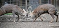 deer fighting during rutting season Royalty Free Stock Photo