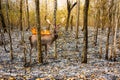 Deer with fire burn on it back stand in burnt debris Royalty Free Stock Photo