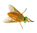 Deer fly with green eyes - macro, isolated over white Royalty Free Stock Photo