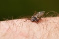 Deer fly on a hairy skin Royalty Free Stock Photo