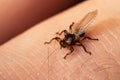 Deer fly on a hairy skin Royalty Free Stock Photo