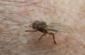 Deer fly, Lipoptena cervi crawling on human among hairs Royalty Free Stock Photo