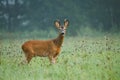 Deer in foggy morning. European roe deer, Capreolus capreolus, at sunset. Majestic buck standing in flowered meadow, rut season