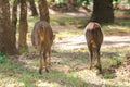 A deer foraging on the edge of the forest