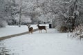 Three deer in the snow Kathryn Albertson Park, Boise Idaho, horizontal Royalty Free Stock Photo
