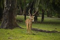 Deer in forest with big horns Royalty Free Stock Photo