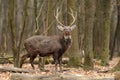 Deer in forest