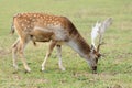 Deer in forest