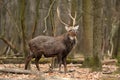 Deer in forest