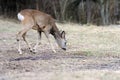 Deer in forest