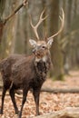 Deer in forest