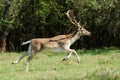 Deer in forest