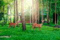 Deer in the forest. Royalty Free Stock Photo