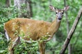 Deer in the forest Royalty Free Stock Photo