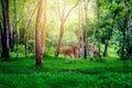 Deer in the forest. Royalty Free Stock Photo