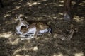 Deer in forest