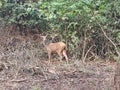 deer in forest, nature, mobile photography