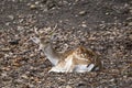 Deer in forest