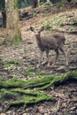 Deer in the forest Royalty Free Stock Photo