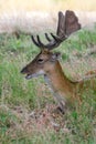 Deer in a forest in summer