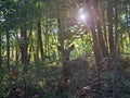 Deer in a Forest on a Sunny Day Royalty Free Stock Photo