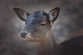 Deer in the forest on a sunny day. Royalty Free Stock Photo