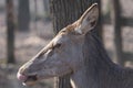 Deer in the forest on a sunny day. Royalty Free Stock Photo