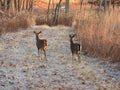 Deer In The Forest: Two White-tailed Deer Does Walk On Frosty Path Of Brown Vegetation