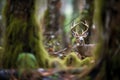 deer in forest underbrush