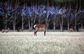 Deer in a forrest