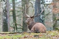 Deer in the forrest in autumn/winter time with brown leafes and Royalty Free Stock Photo
