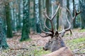 Deer in the forrest in autumn/winter time with brown leafes and Royalty Free Stock Photo