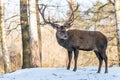 Deer in the forrest in autumn/winter time with brown leafes, snow and blurry background