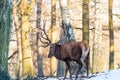 Deer in the forrest in autumn/winter time with brown leafes, snow and blurry background Royalty Free Stock Photo